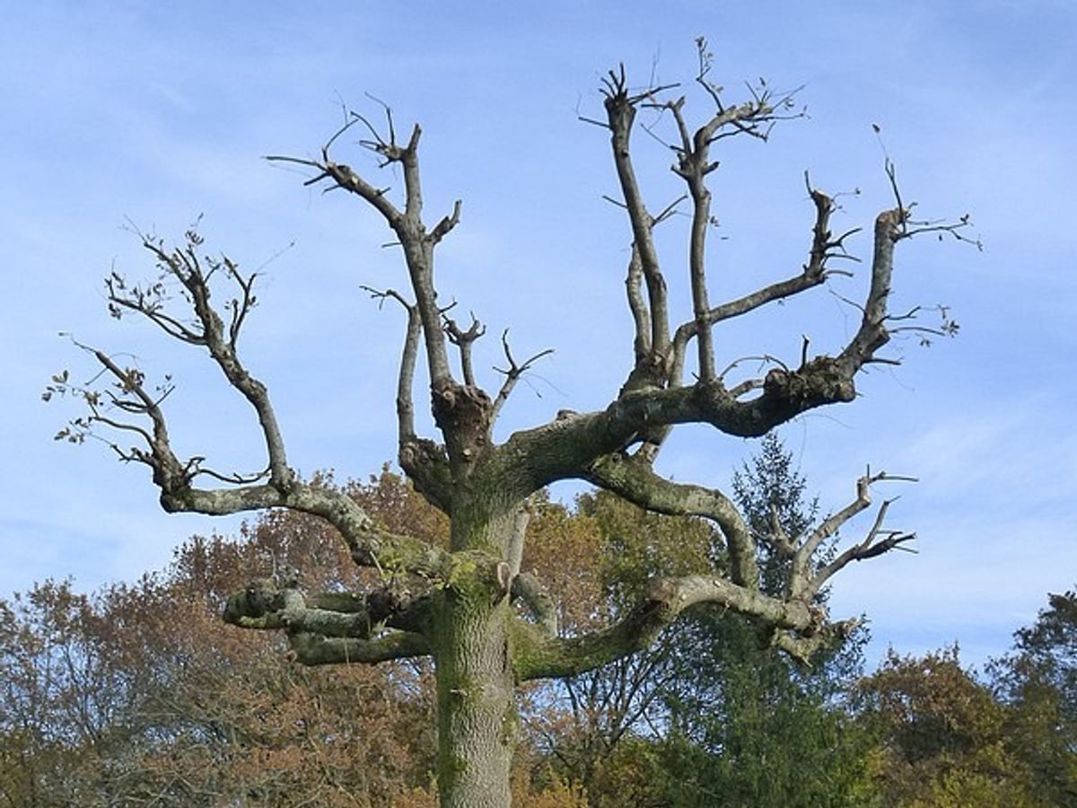 Petit élagage d’arbre par jardinier à Dax